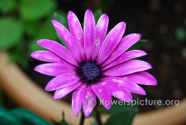 purple osteospermum flower