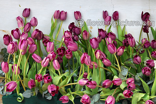 purple tulips