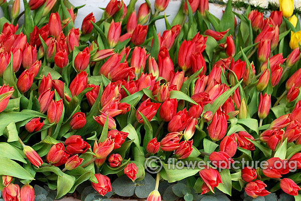 Red tulips