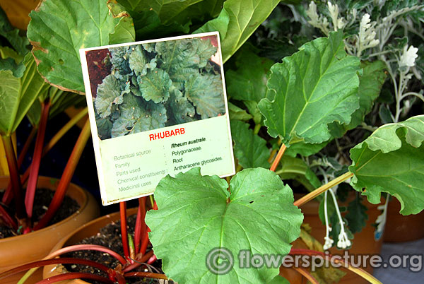 Rhubarb rheum australe