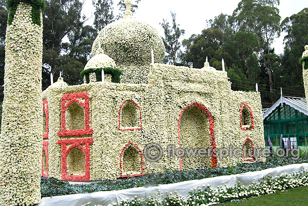 Rose flower taj mahal in ooty botanical garden