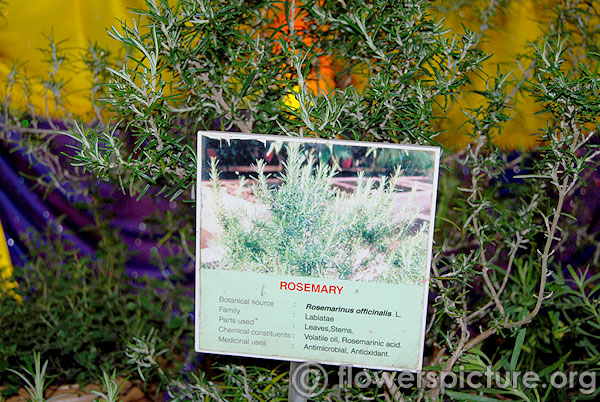 rosemary