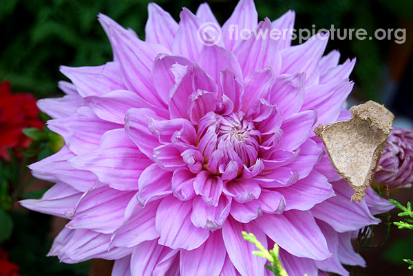 Silverado dahlia