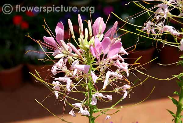 Sparkler blush cleome