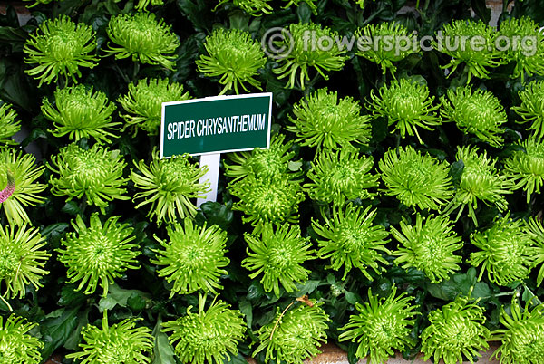 Spider chrysanthemum