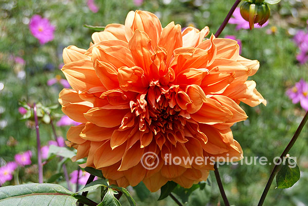 Summer rain dahlia