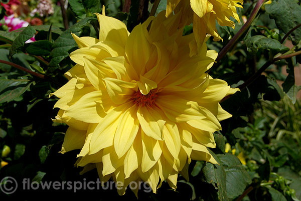 Sunny dahlia