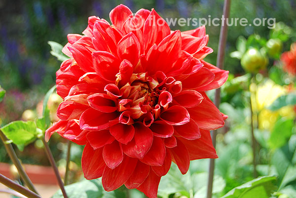 tempest dahlia