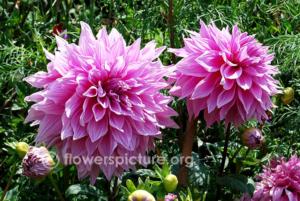 Vassio meggos dahlia