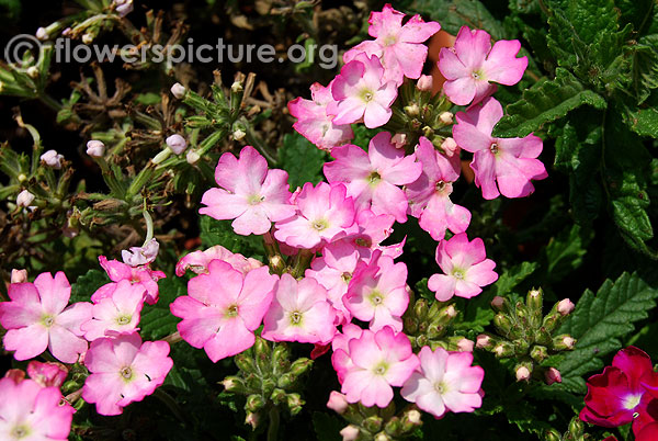 Verbena pink