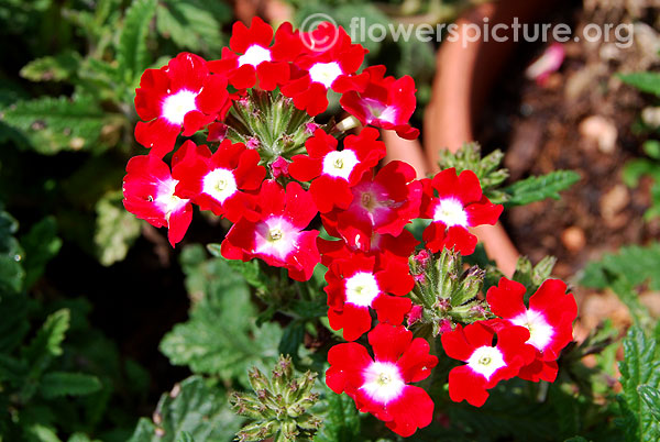 Verbena red velvet