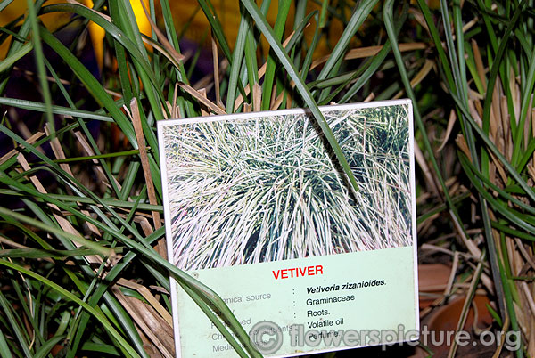 Vetiver vetiveria zizanioides