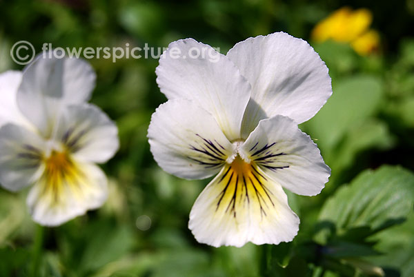 Viola penny white