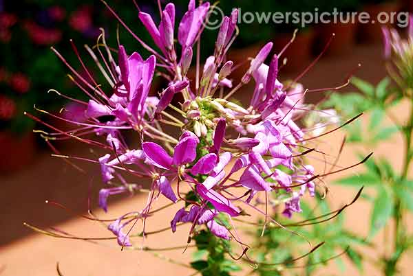 Violet queen cleome