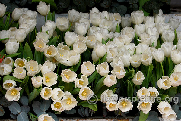 White tulips