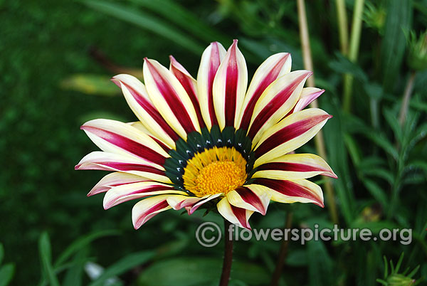 White with purple gazania daisy