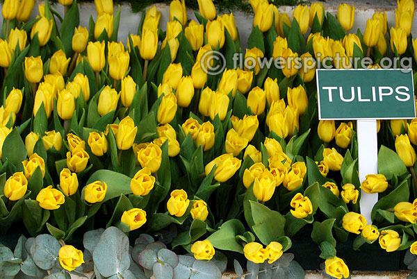 Yellow tulips