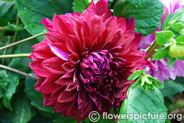 Abingdon ace dahlia