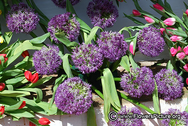 Allium giganteum