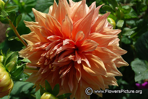 ooty-flower-show-2016-photos/thumbnail/amaran-guard-dahlia.jpg