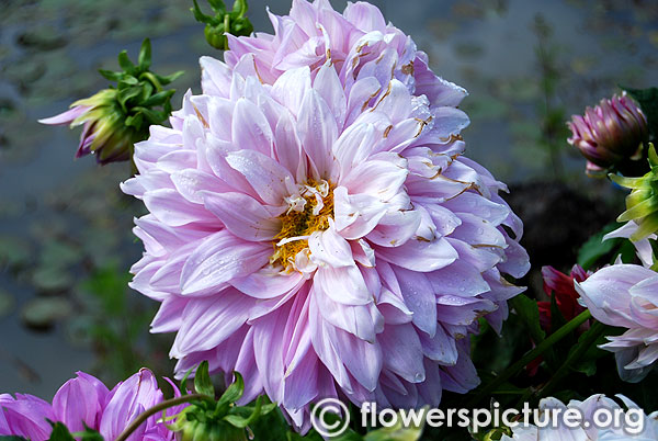 Amelias surprise lilac dahlia