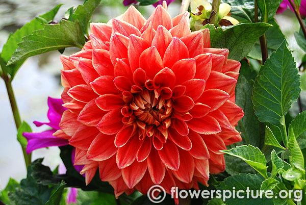 Arnhem dahlia