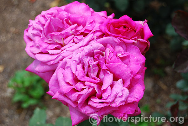 Birthday boy hybrid tea rose