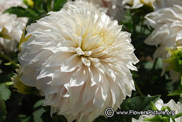 Cafe au lait dahlia