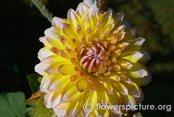 Carribean fantasy yellow white dahlia