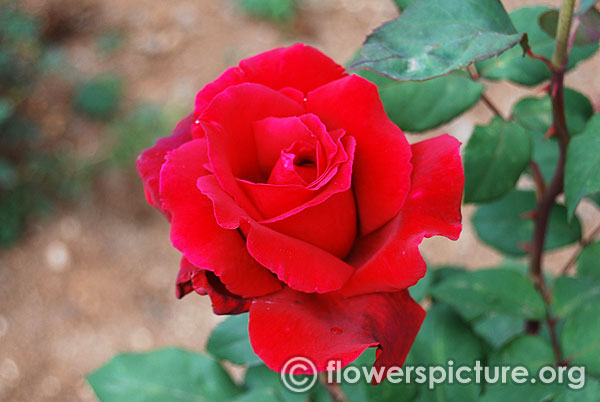 Chrysler imperial red rose