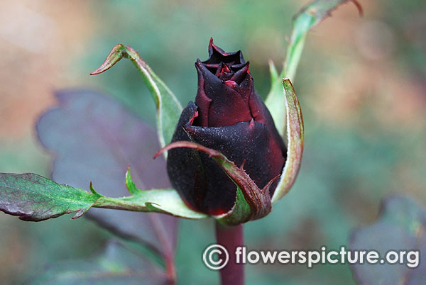 Claret rose bud ooty 2016