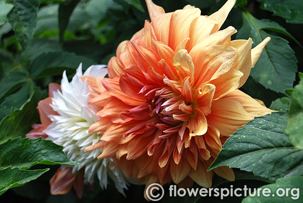 Croydon masterpiece dahlia