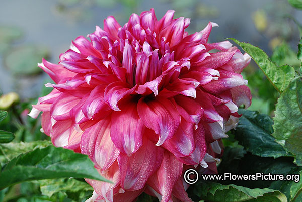 Dahlia colour spectacle