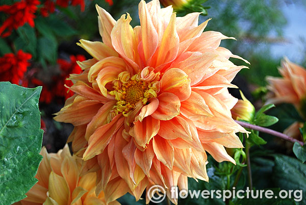 Dahlia explosion