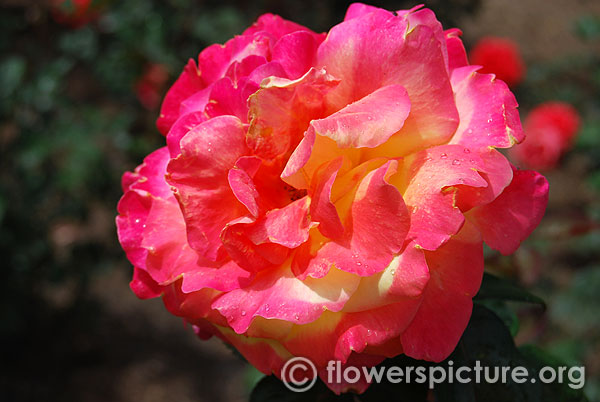 Deep pink citrus yellow rose ooty rose garden 2016