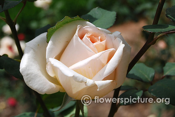 Diamond jubilee rose