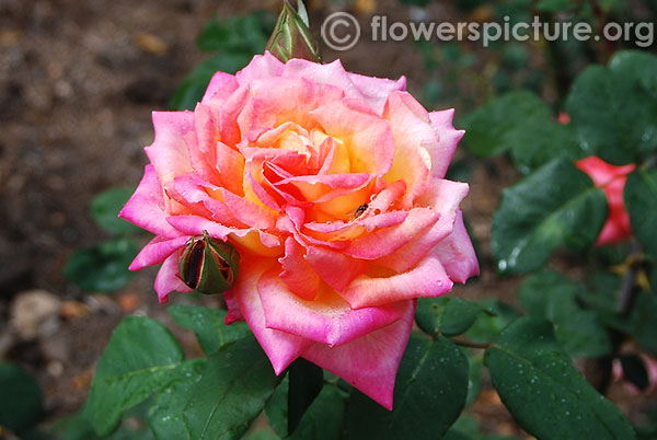 Fox trot hybrid tea rose