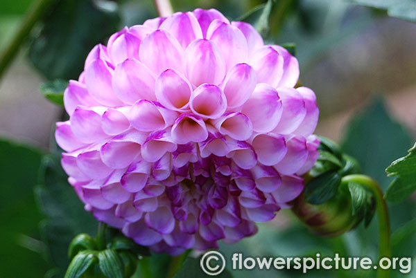 Frank holmes dahlia