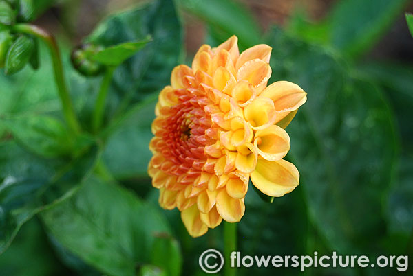 Gale lane dahlia