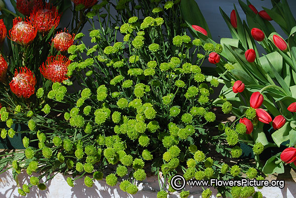 Green button chrysanthemum