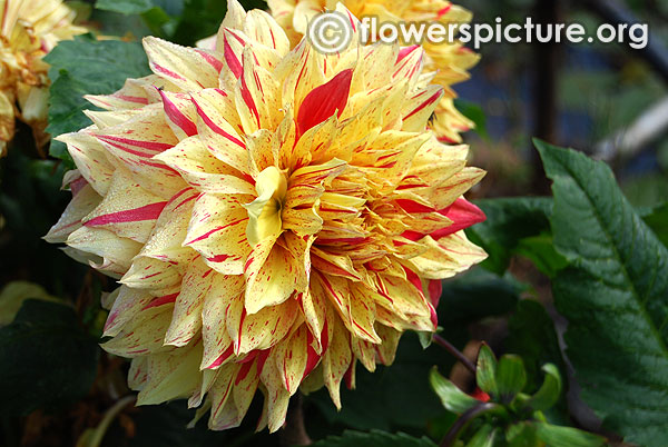 Hans funk dahlia