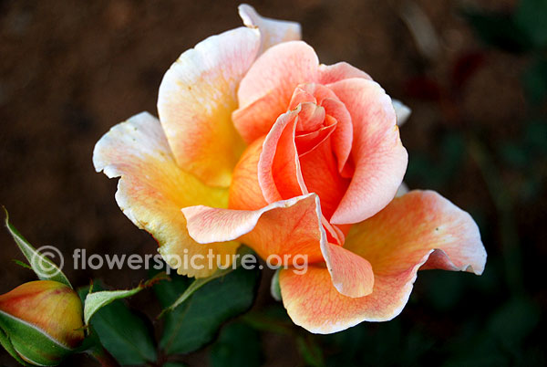 Helen hayes rose