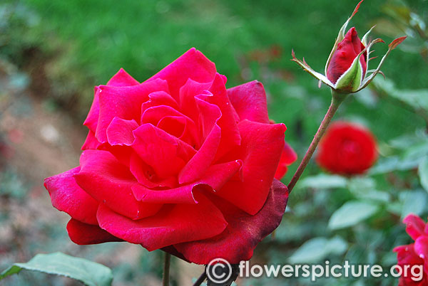 Helens trust hybrid tea rose