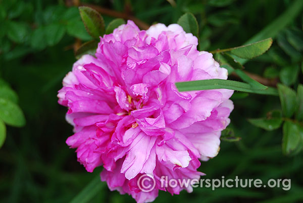 Jacques cartier rose