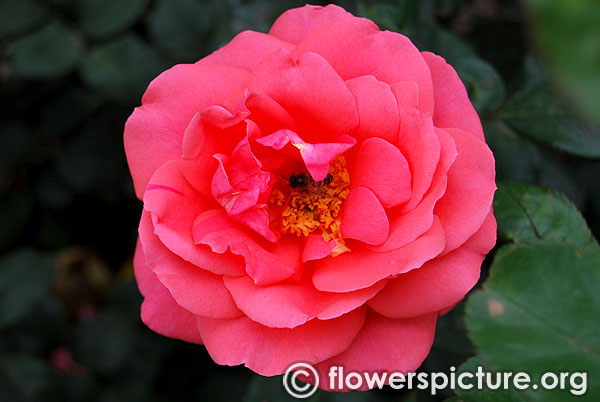 Leaping salmon climbing rose ooty 2016