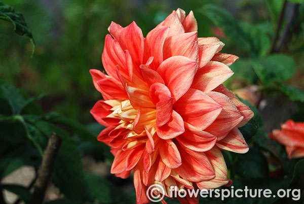 Life force decorative dahlia