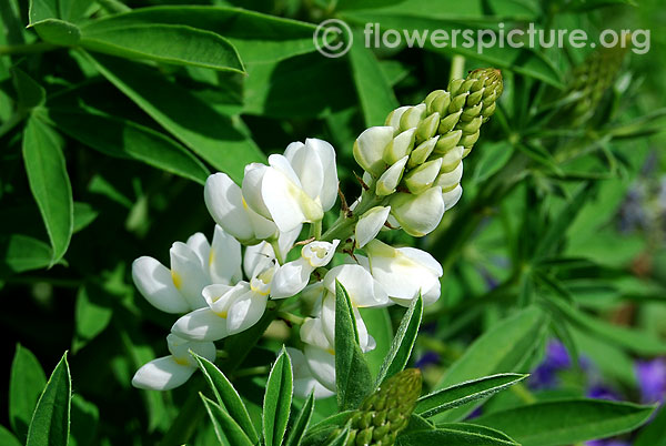 Lupinus albus