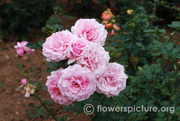 Maid of kent climbing rose