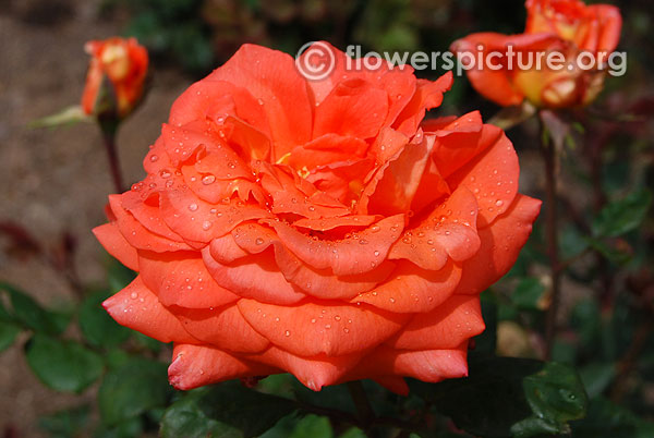 Marmalade skies rose