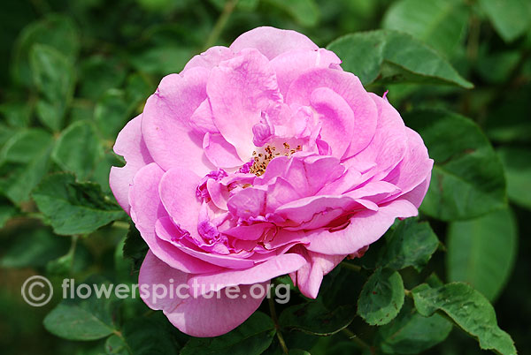 Flower carpet pink rose